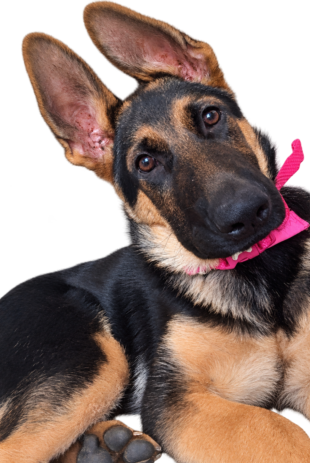 Koda relaxing — Saturday’s diary