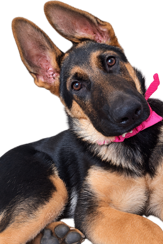 Koda relaxing — Saturday’s diary