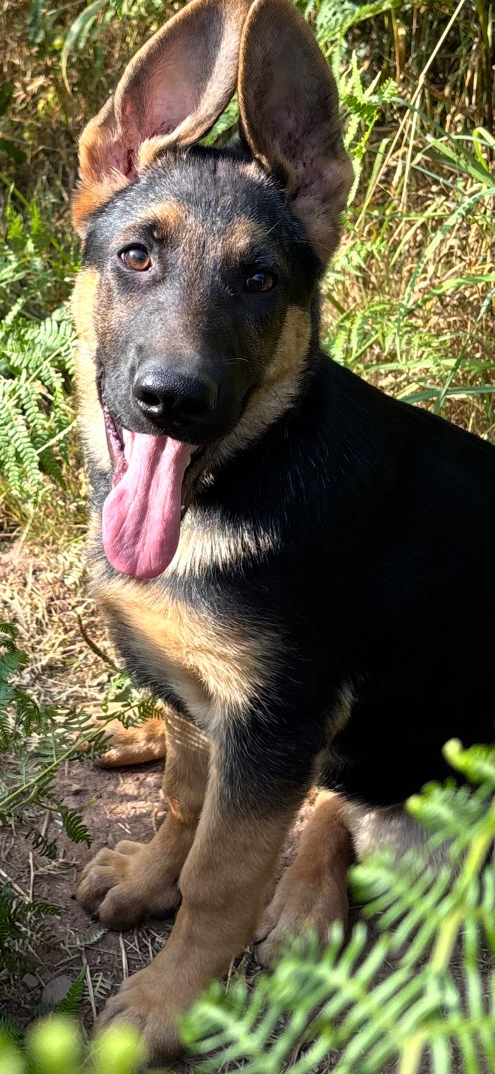 Koda the German Shepherd pup
