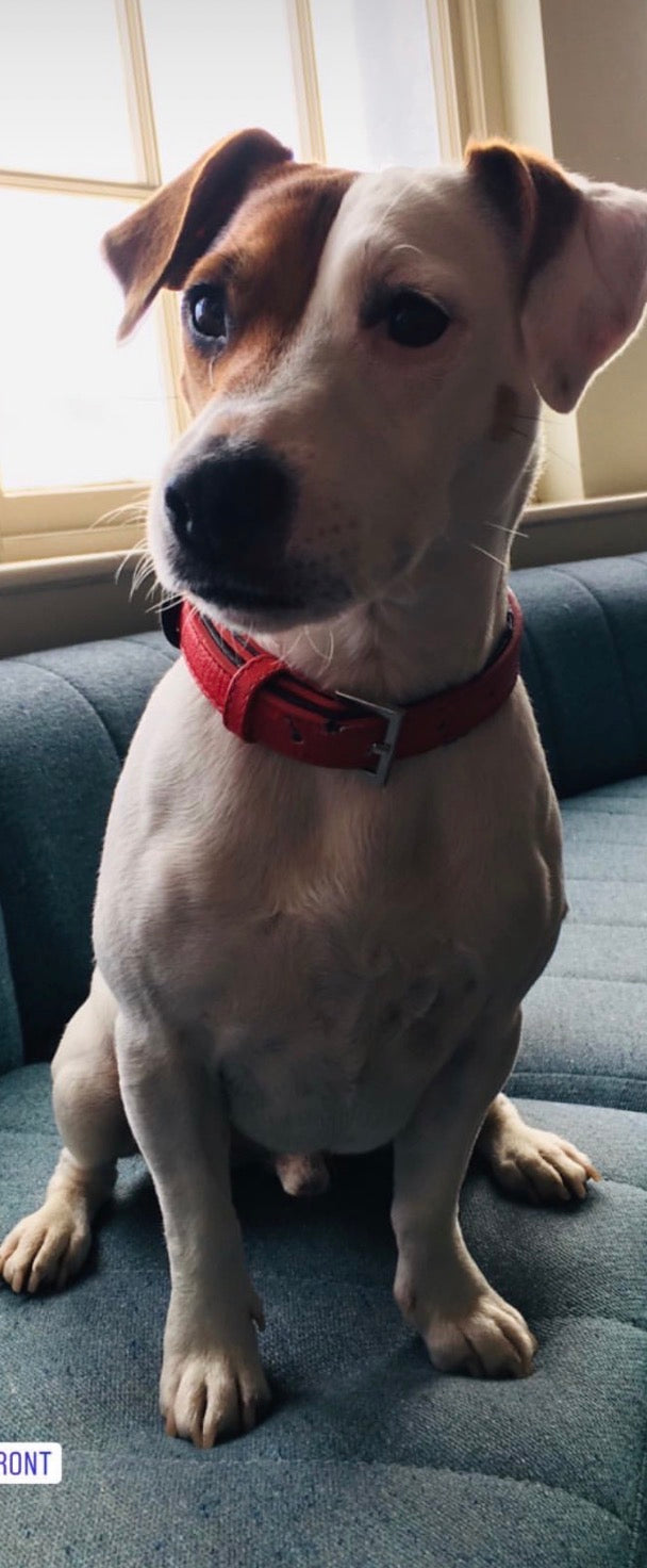 Louis the Jack Russell